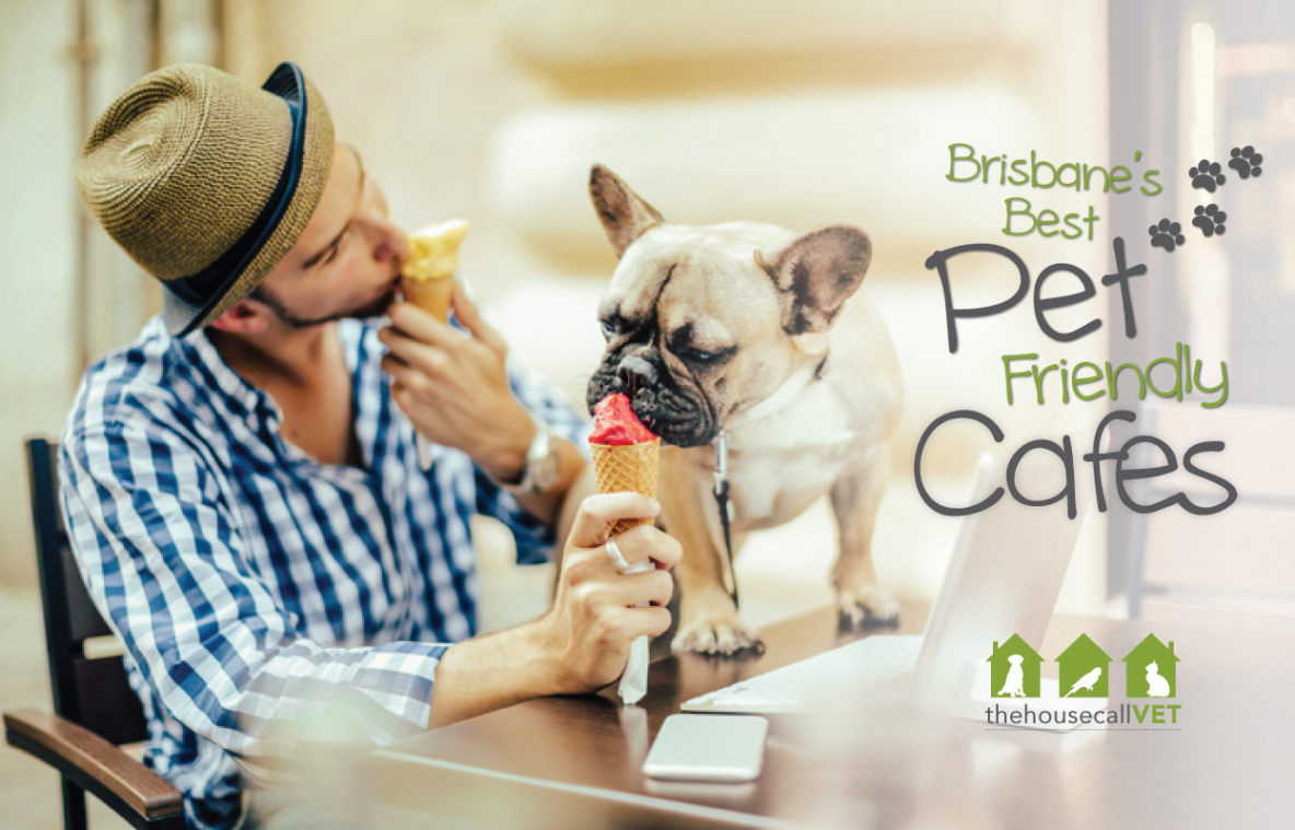 pet-friendly cafes in Brisbane... Here’s a list of some of our favourites