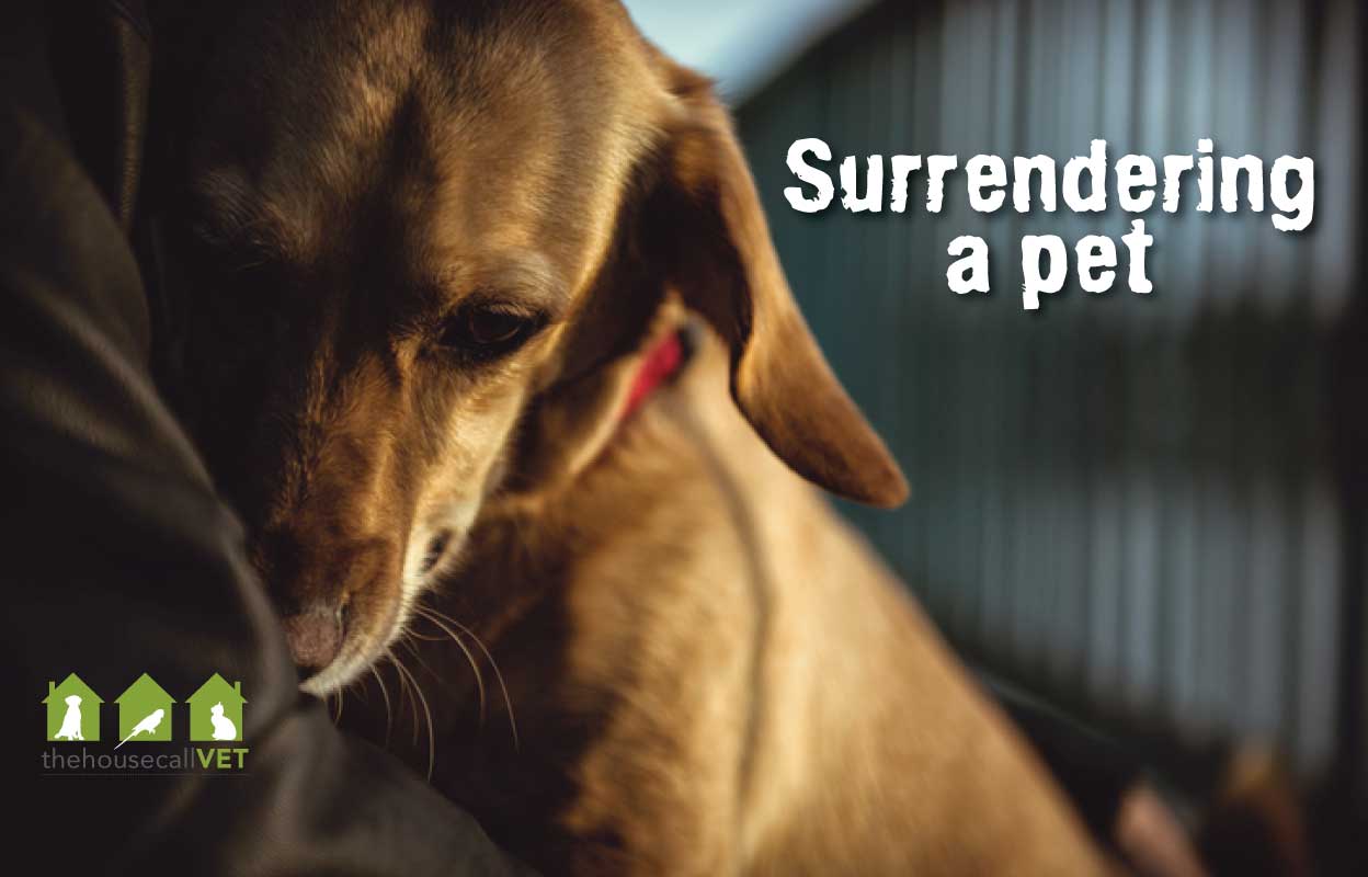 Making The Decision To Surrender A Pet Is Never Easy