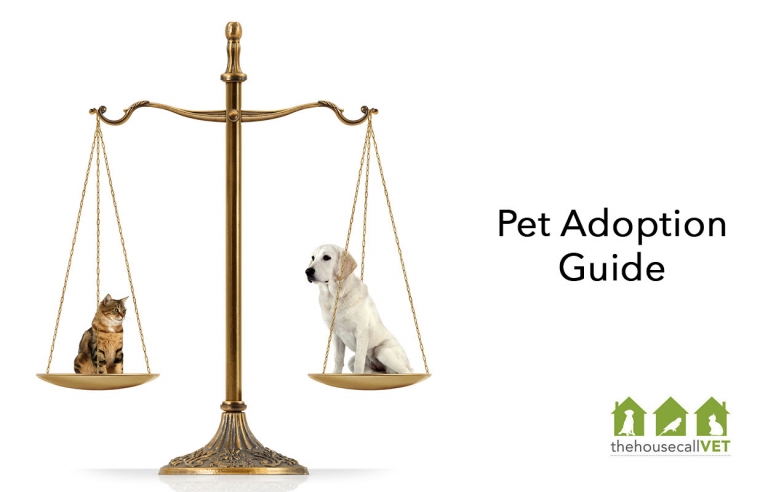 pet-adoption-guide-the-house-call-vet-brisbane