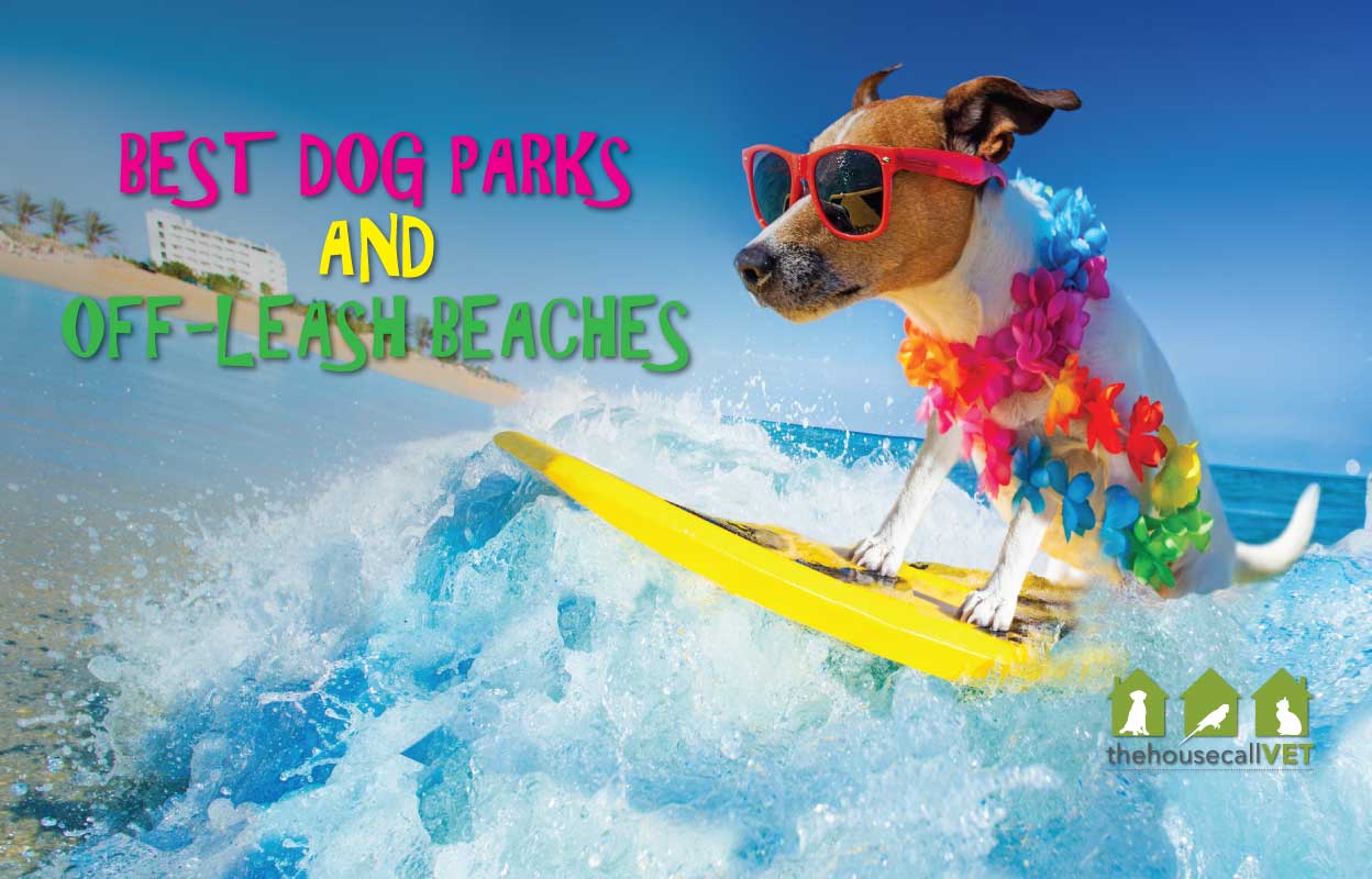 10 Best dog parks & offleash beahes in Brisbane, Sunshine & Gold Coast