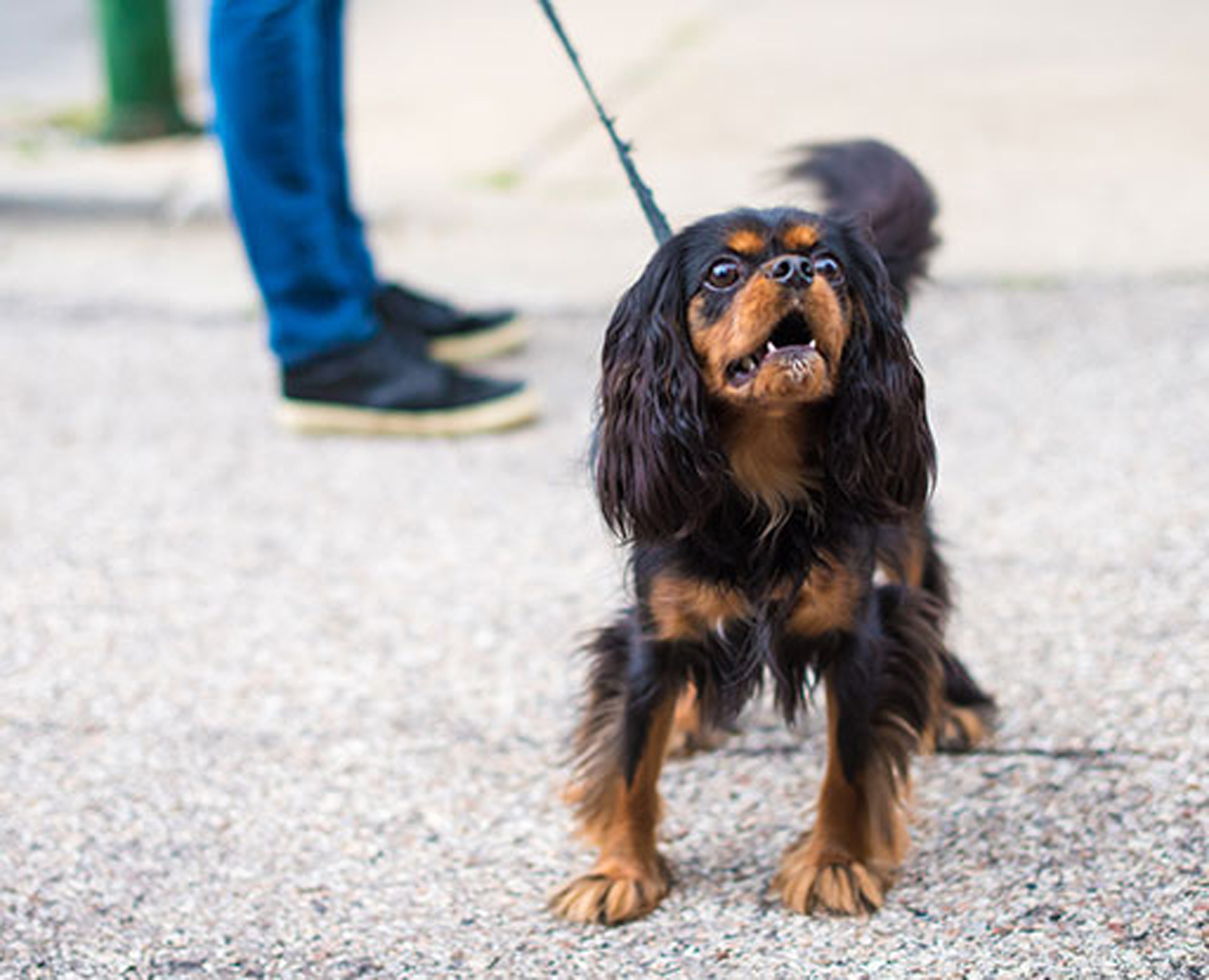 Safe, gentle and effective ways to stop excessive barking in dogs