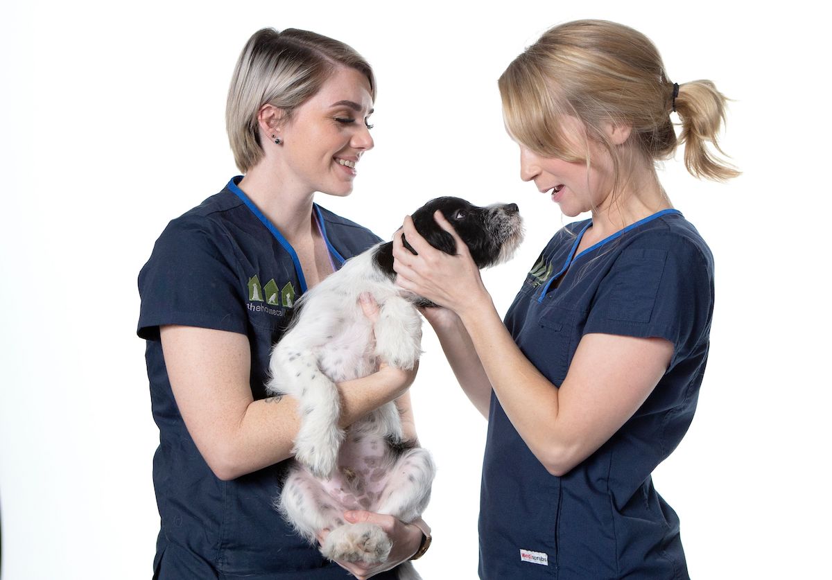 Avian Vet Veterinarian Brisbane The House Call Vet