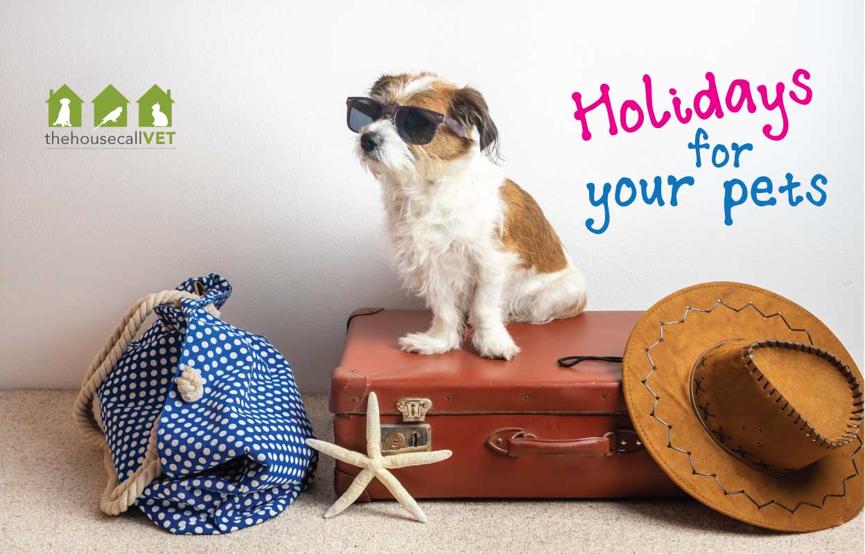 What Should You Do With Your Pet When You’re On Holidays?