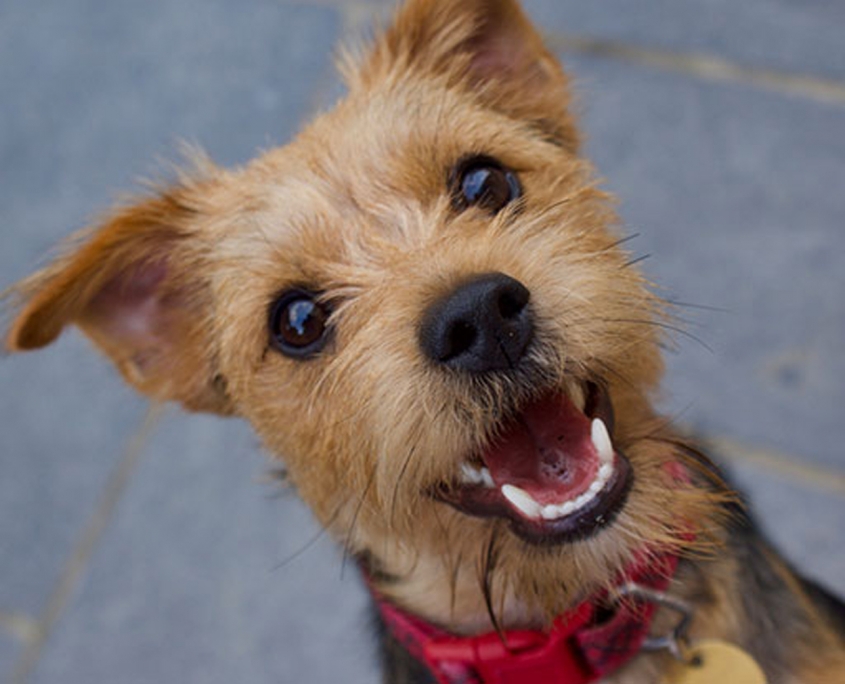 Safe, gentle and effective ways to stop excessive barking in dogs | The ...