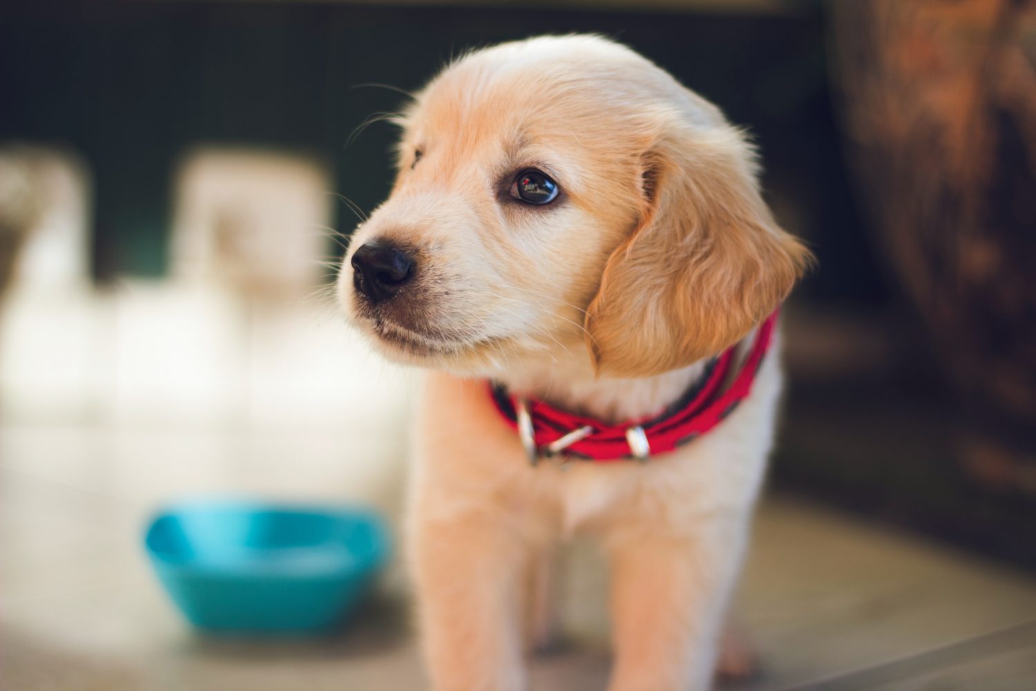 Symptoms of Parvo in Puppies & How to Prevent Them