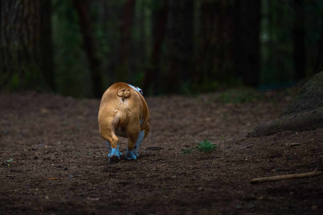 A BULLDOG WALKING AWAY ALONG A DIRT TRAIL AT THE OFF LEASH AREA