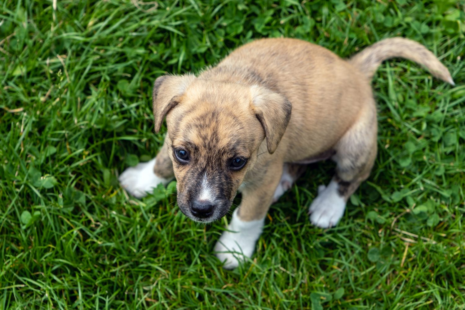 how-to-toilet-train-your-puppy-what-you-need-to-know-youtube