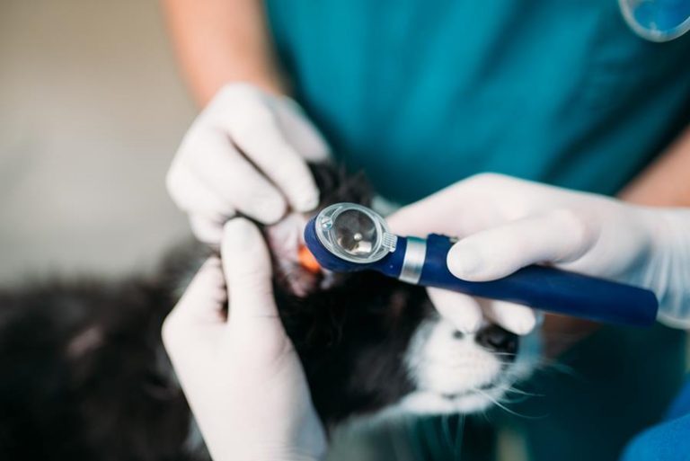 Otitis – Ear Infection in Dogs & Cats | The House Call Vet Blog