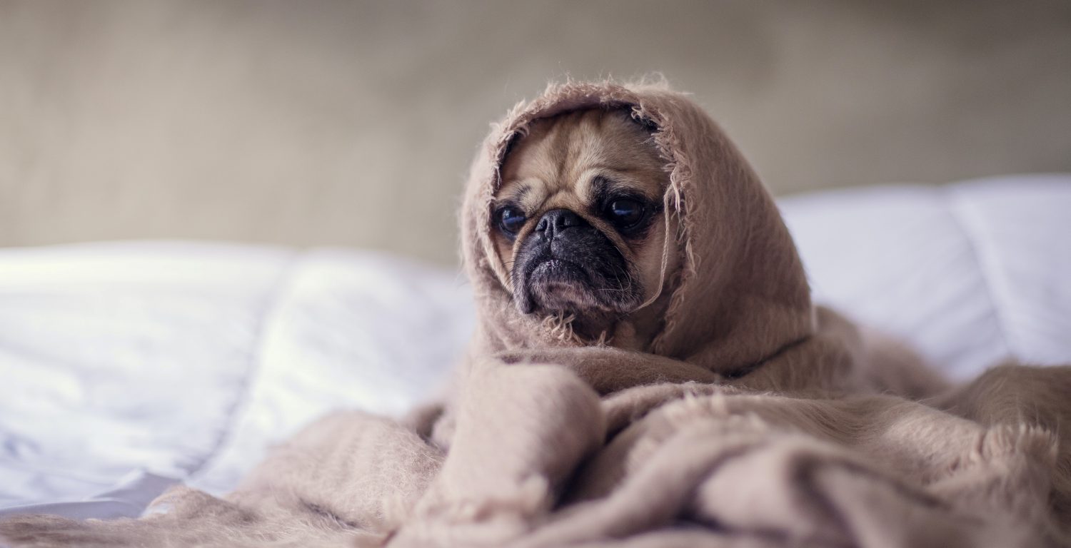 Dogs with Anxiety Symptoms | The House Call Vet Blog