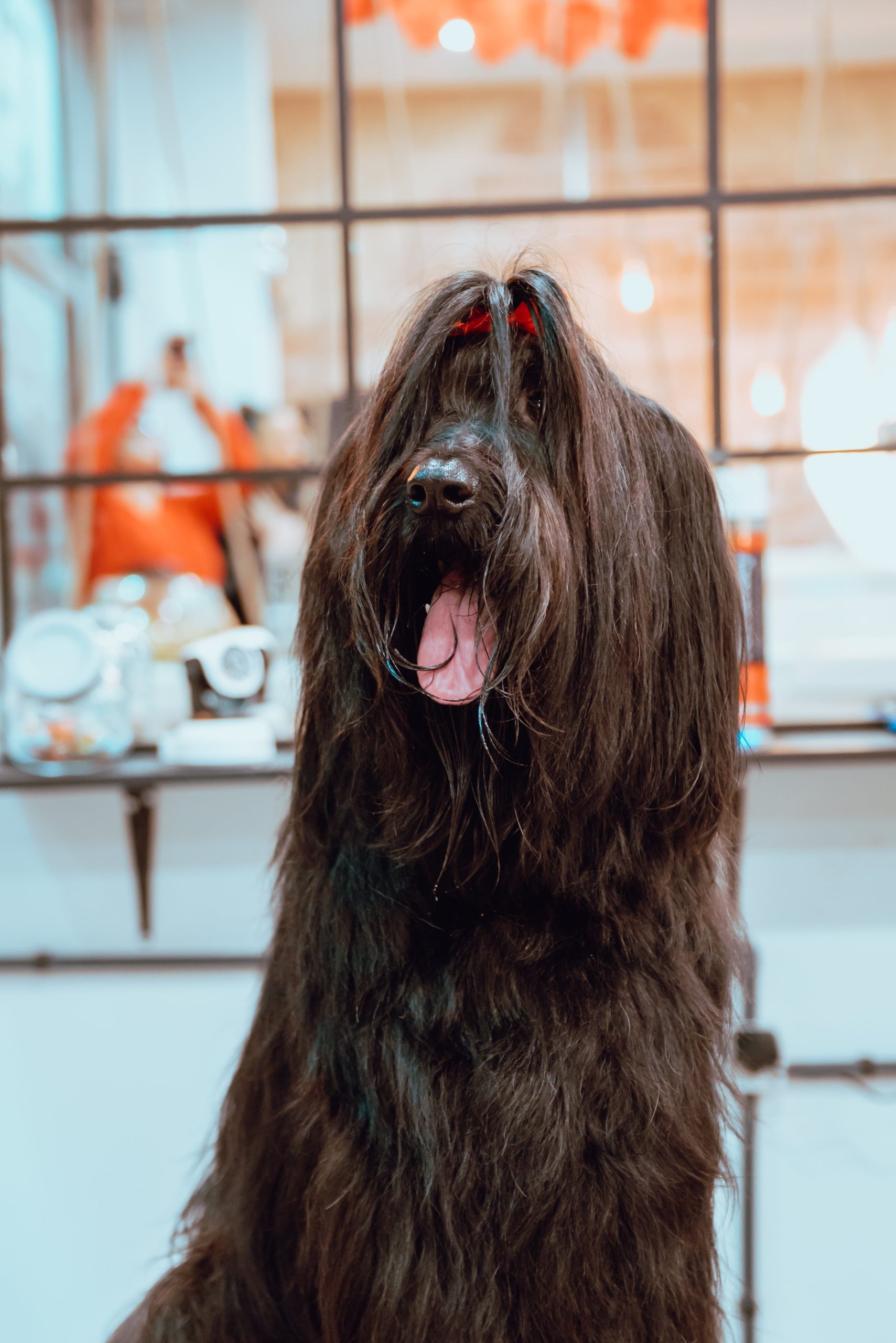 Hearing Loss In Dogs - long haired brown dog