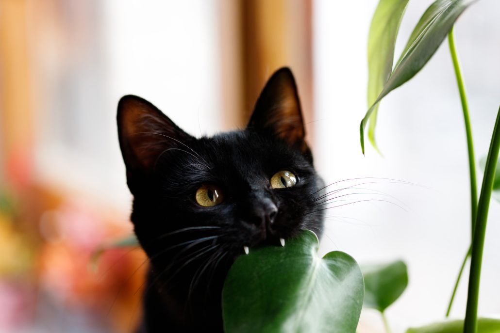 Cat biting a plant