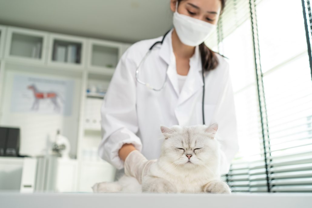 tick bites in cats - white cat and vet doctor