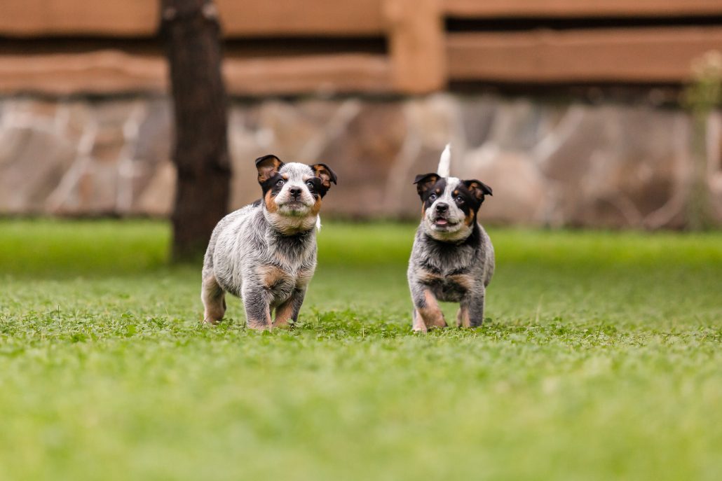 puppies playing and socializing