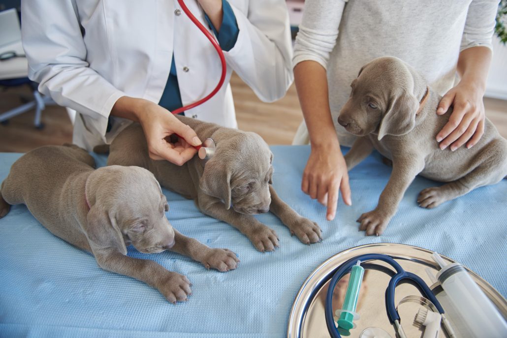 Your Pet’s First Vet Visit to treat worms - sleepy puppies on a vet exam table