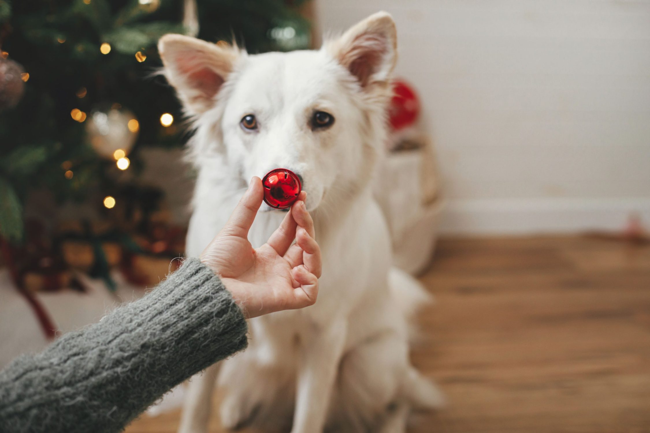 Caring For Your Pets During The Holiday Season | House Call Vet