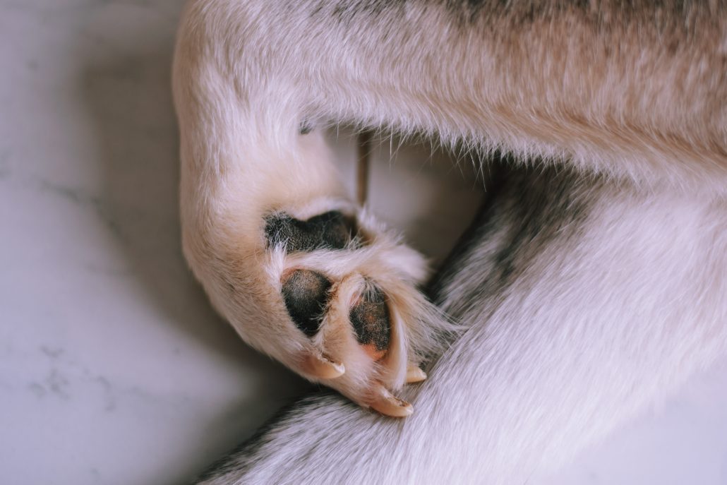 closeup of pet paw