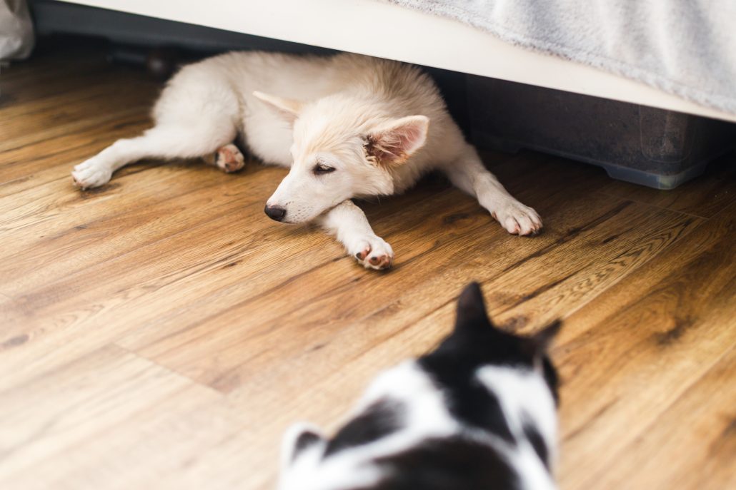 Adorable white fluffy puppy and cat sleeping together on floor with a cat