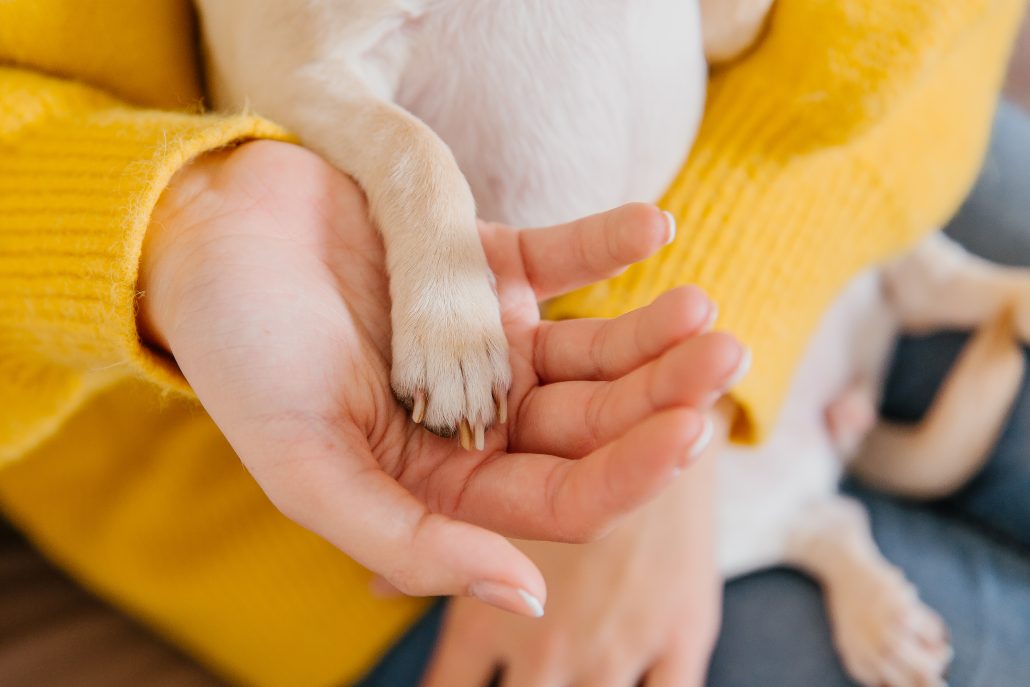 closeup of hand holding a paw