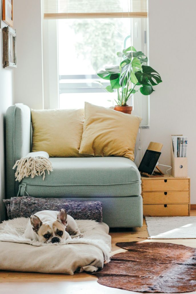 A sick dog resting comfortably on a bed in a room