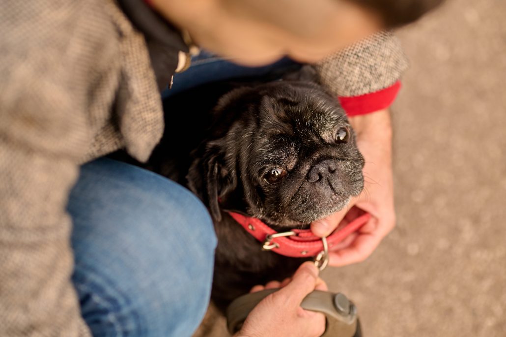 an example of a brachycephalic pug having his red collar put on by his owner