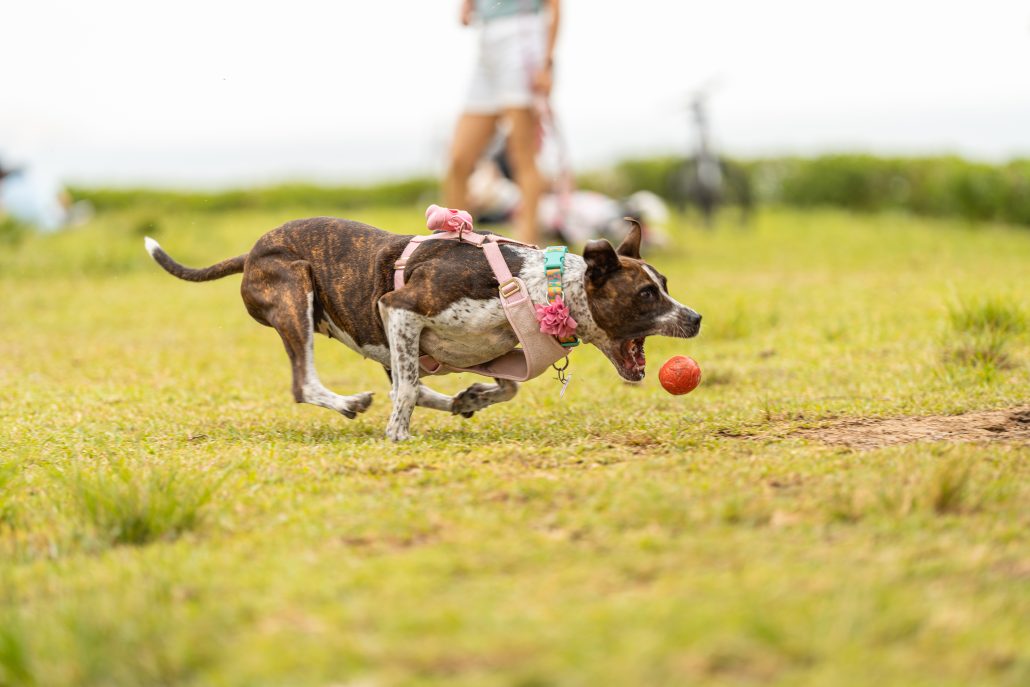 An energetic brindle-coated dog with a pink harness runs after a red ball, capturing the essence of playful pet moments outdoors.