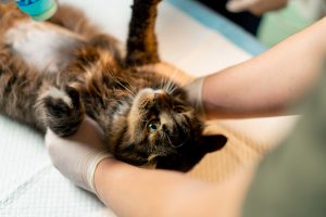 close up in a veterinary clinic veterinarian doctor squeezes blue lubricant onto the stomach of a cat to check for a UTI