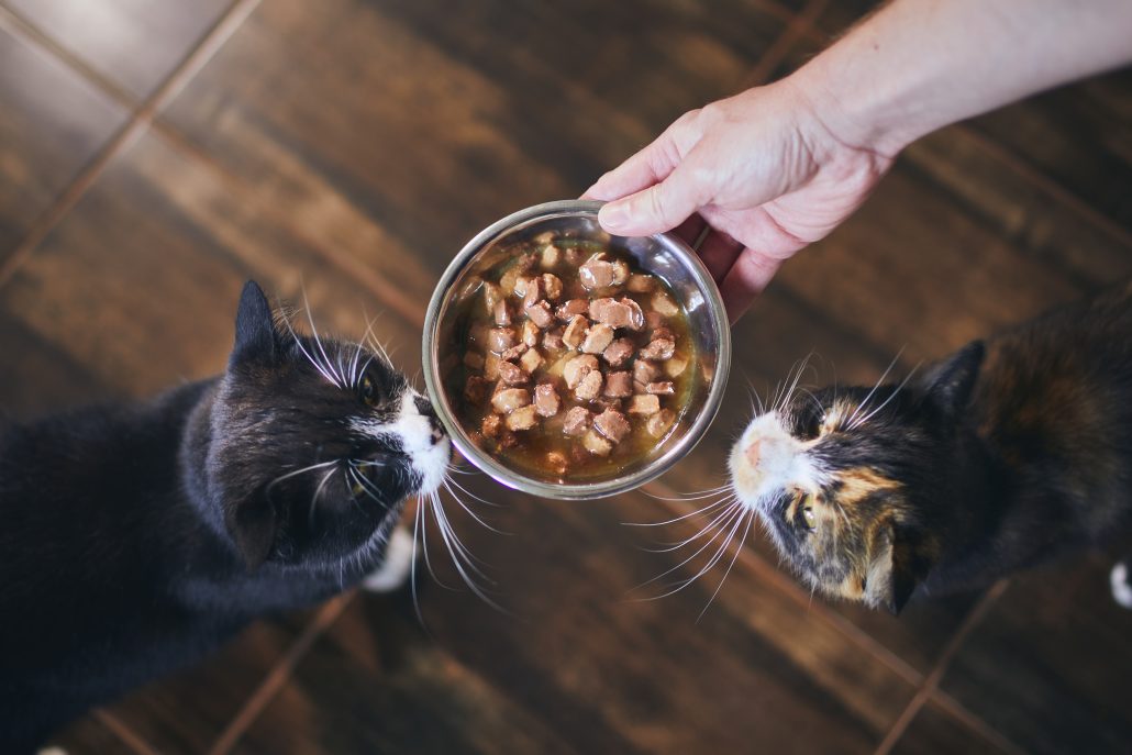 cats being feed wet food to improve diarrhea symptoms
