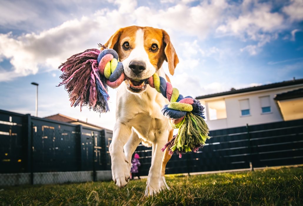 Beagle running and jumping while playing to get exercise