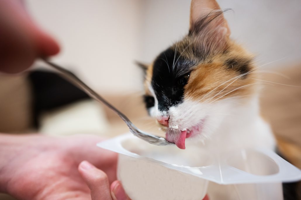 feeding a cat to promote the importance of feline hydration