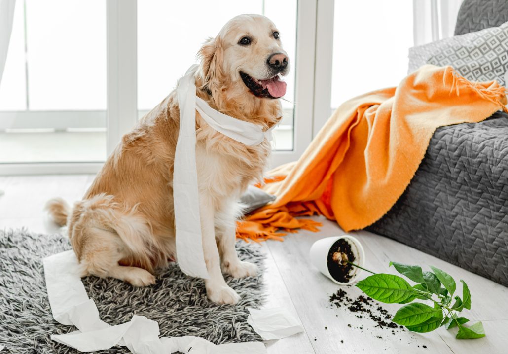 Golden retriever dog playing with toilet paper after not getting enough exercise