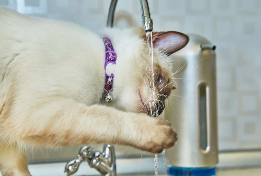 Siamese kitten catches water from the tap with its paw to keep hydrated