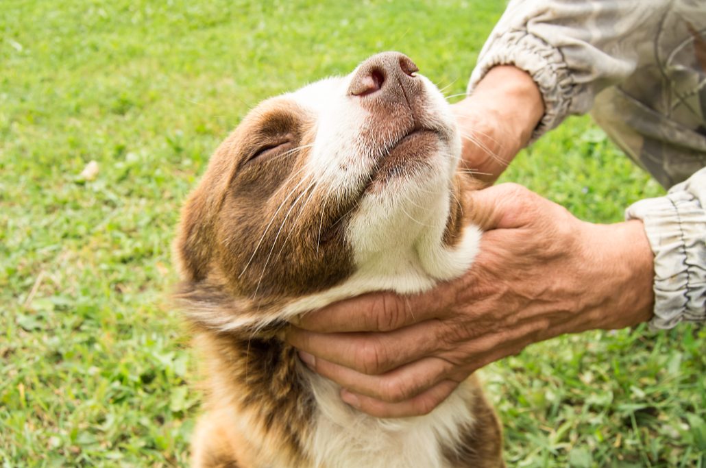 The owner's hands stroking his happy brown dog after a reverse sneeze