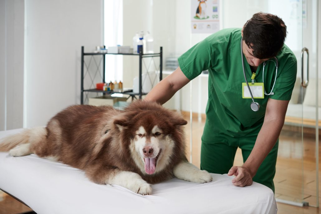 Veterinarian treating canine distemper