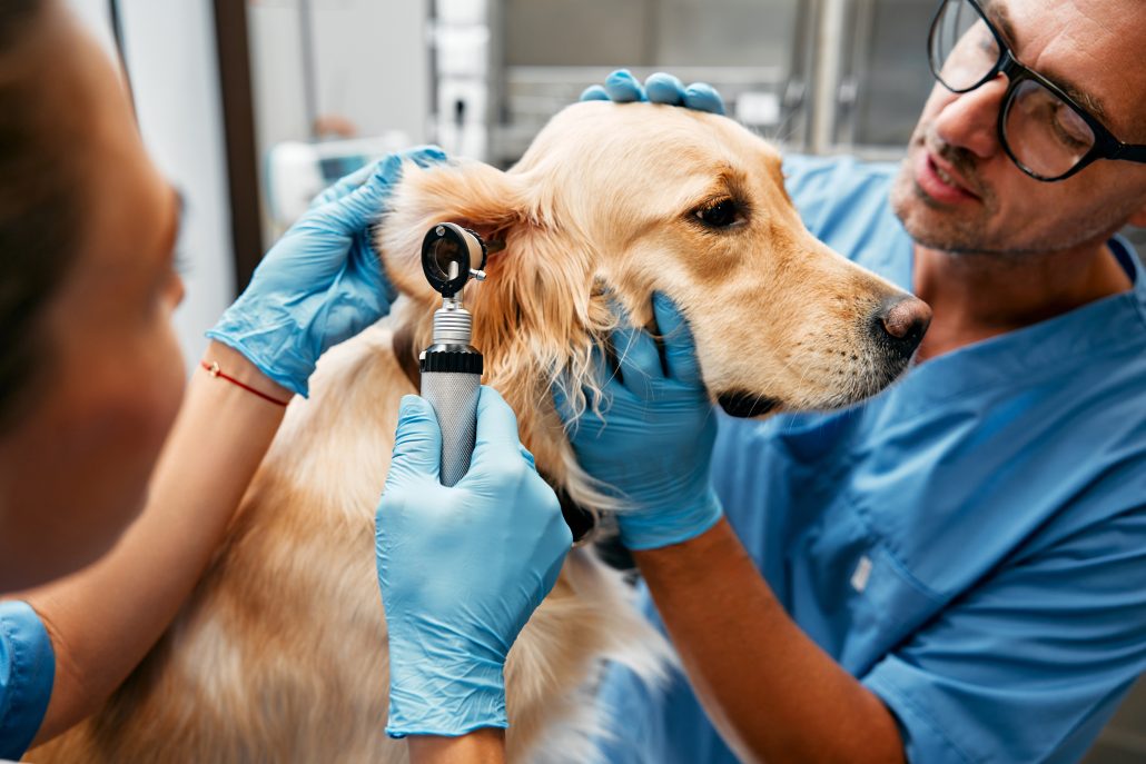 vet looking into a dog's ear