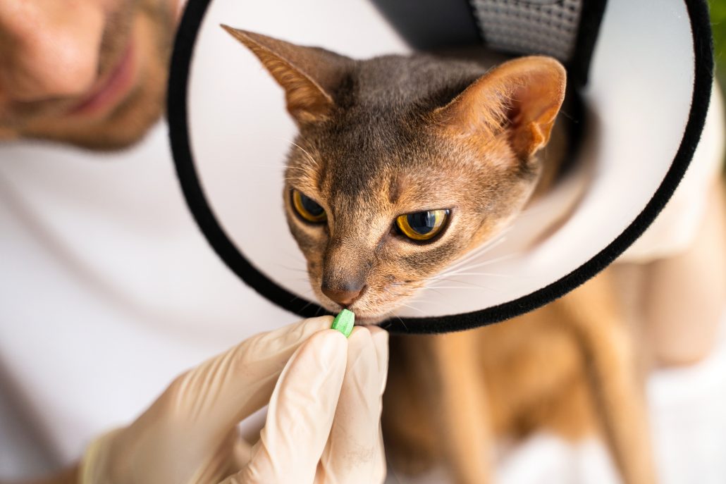 Close up Abyssinian cat with an cone receives pill, tablet from its caring vet, who is wearing white medical gloves.