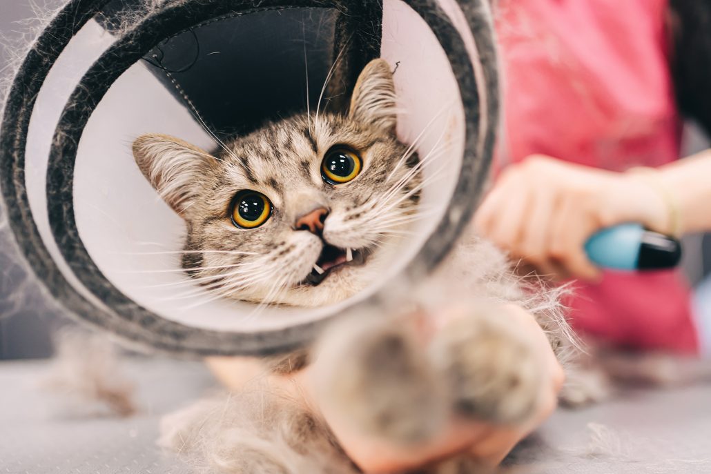 cat wearing a cone with an ear infection