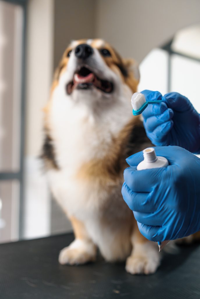 hand squeezes special professional paste on a brush for the procedure of brushing the teeth of a corgi dog for maintaining dental health care