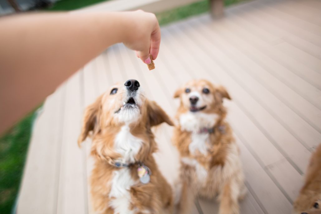 hand giving two dogs treats to make giving medication easier