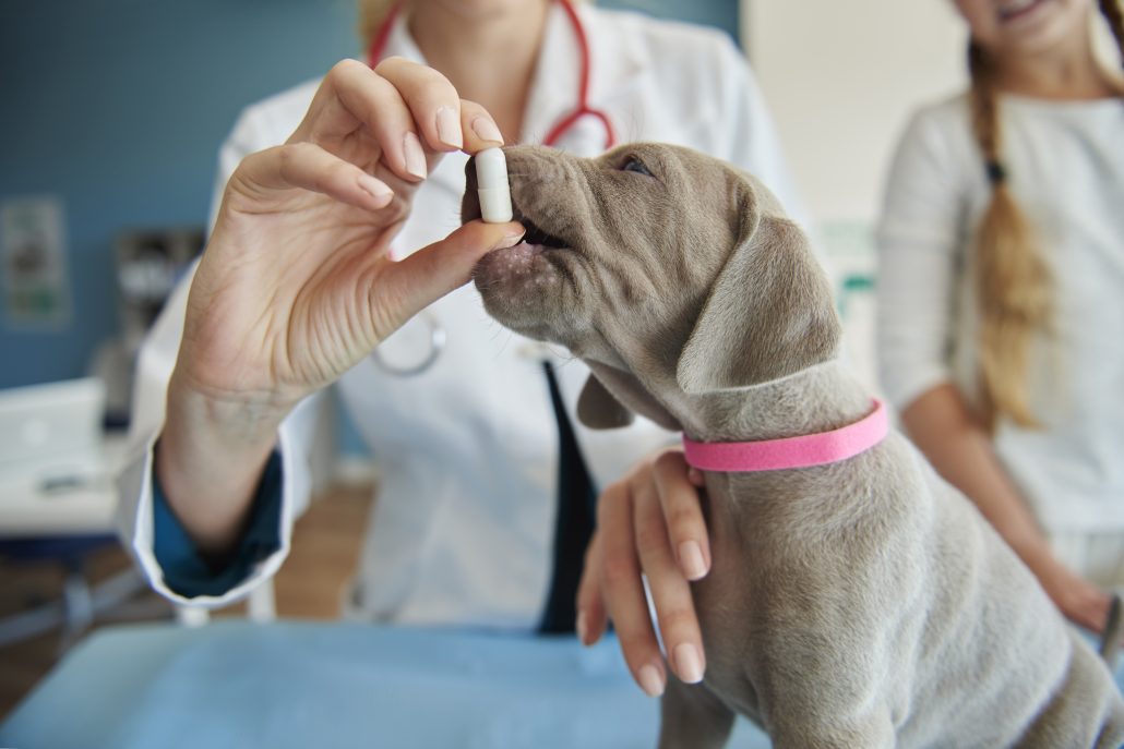 giving small puppy medication