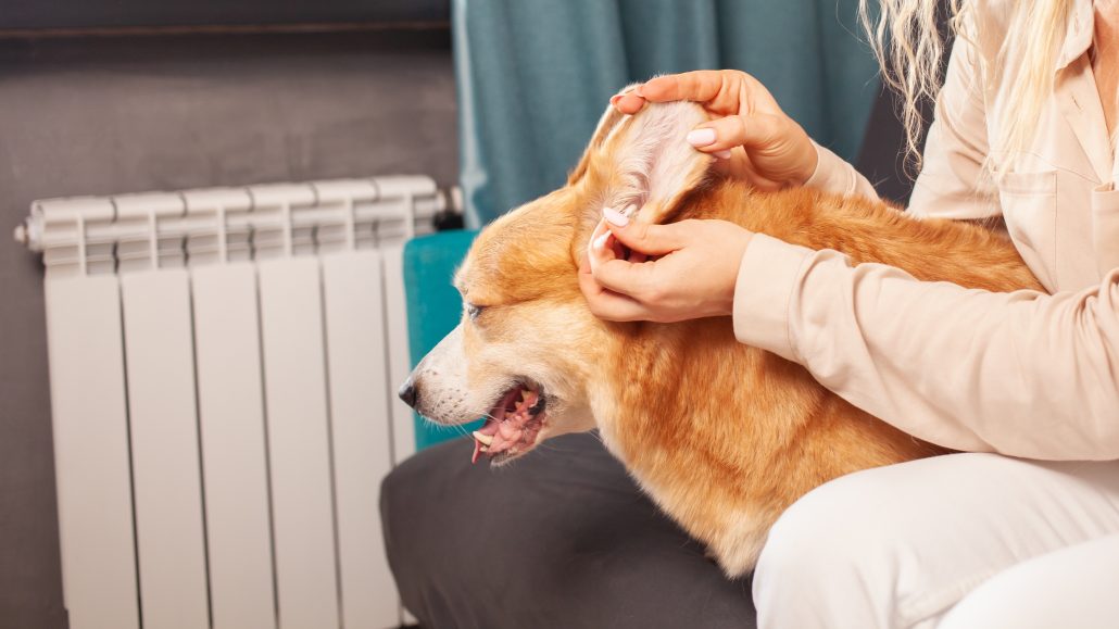 woman cleans ears of corgi dog to prevent an ear infection