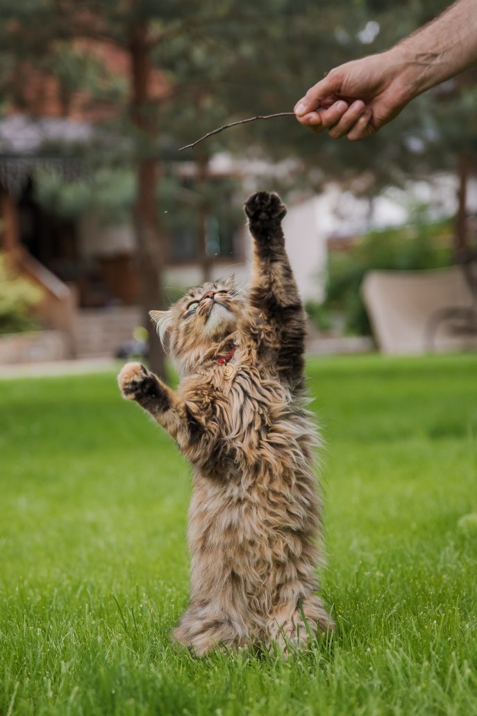 cat getting enrichment time outside with owner