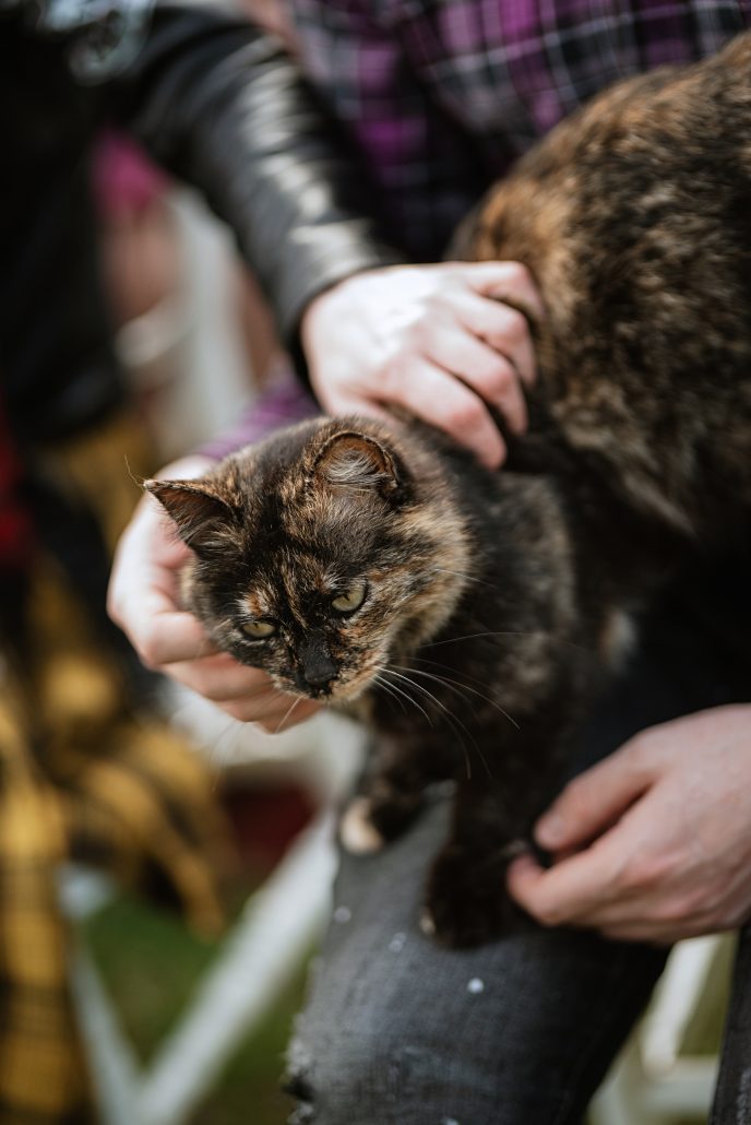 cat in girl's arms after being treated for a ringworm infection