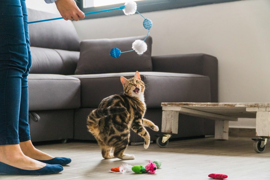 Closeup shot of a cat and its owner playing with a toy cane at home