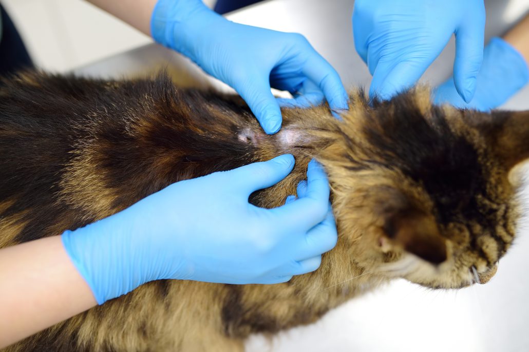 Two professional veterinarians examining a Maine Coon cat at a veterinary clinic. Diagnosis and treat of ringworm in cats