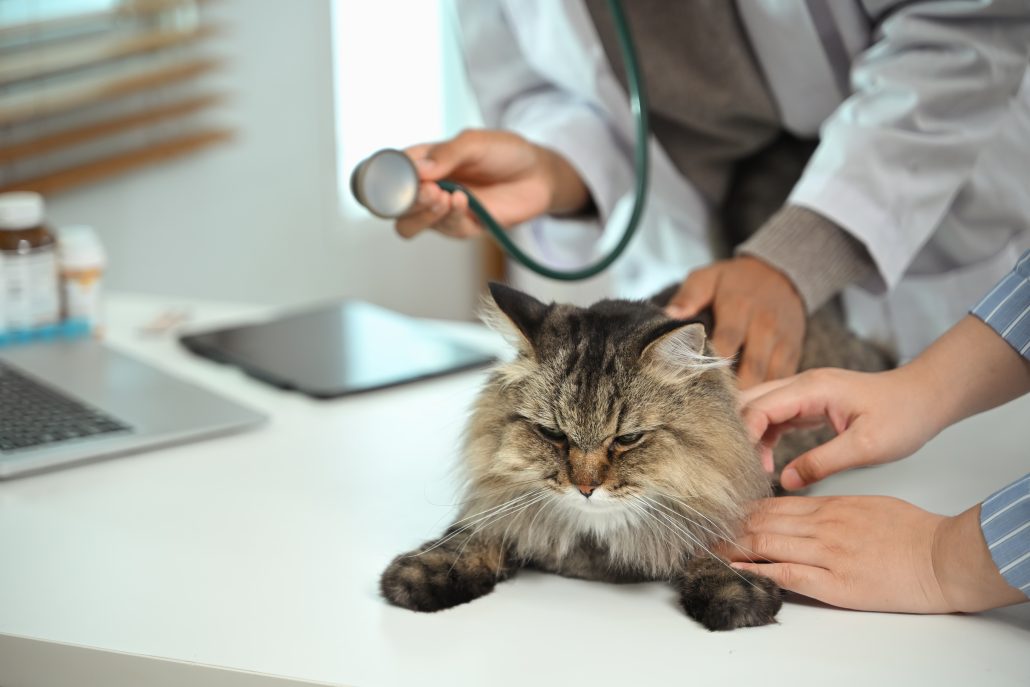 Professional veterinarian with stethoscope examining Maine Coon cat at veterinary clinic looking at a cat with hypertension