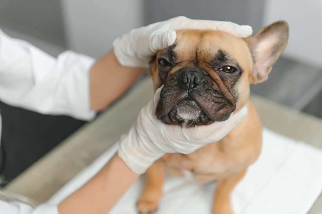 A veterinarian examines a dog eye infections