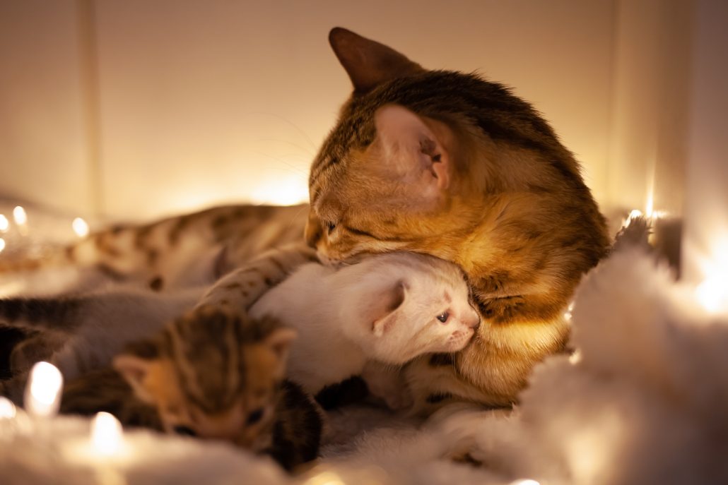 Mom cat hugs her little kitten in her nesting spot