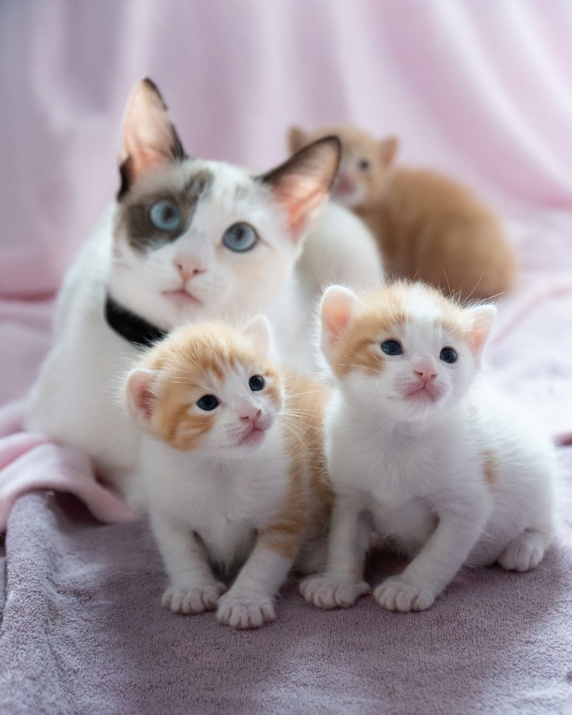 closeup of cat and kittens on the bed