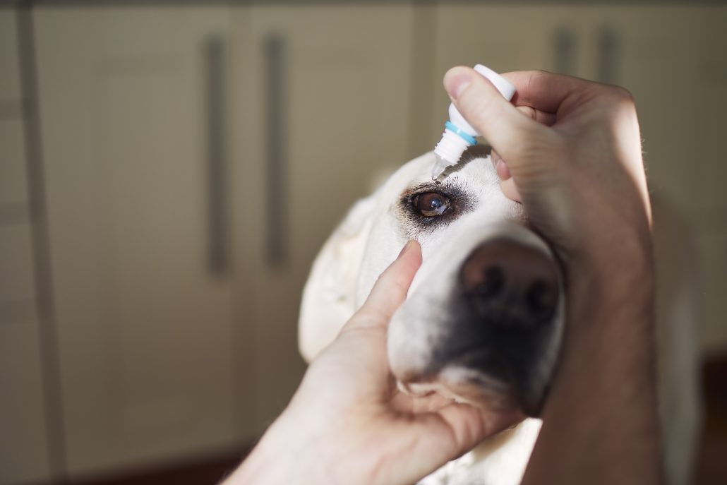 Senior dog with infected eye being treated with eye drops