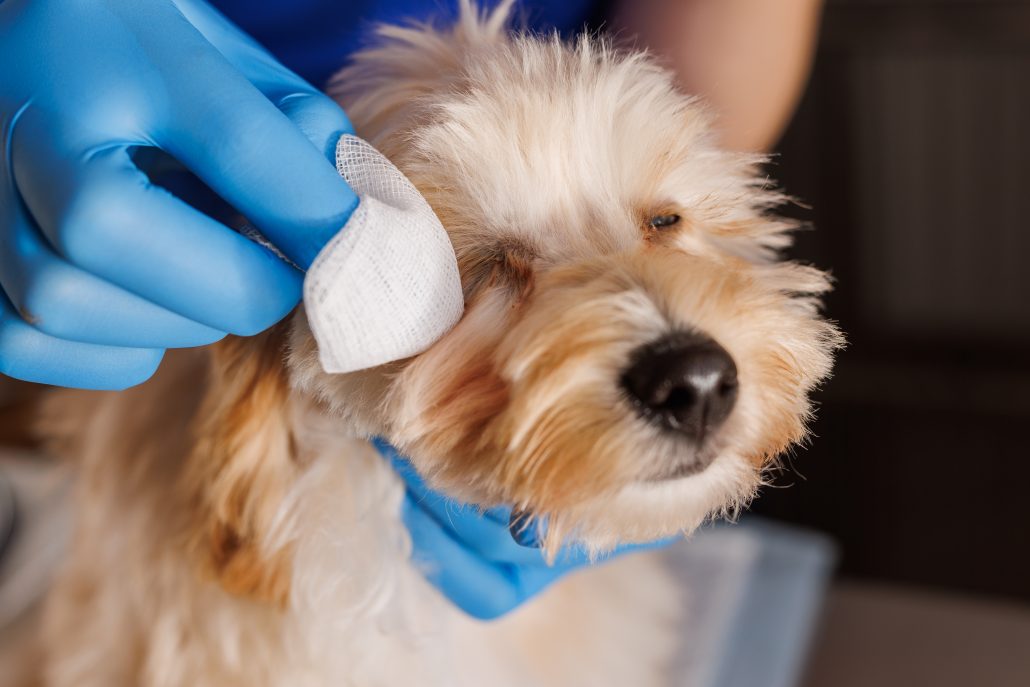 veterinarian doctor treats infected eyes of a dog, medicine for caring for sore eyes of dogs